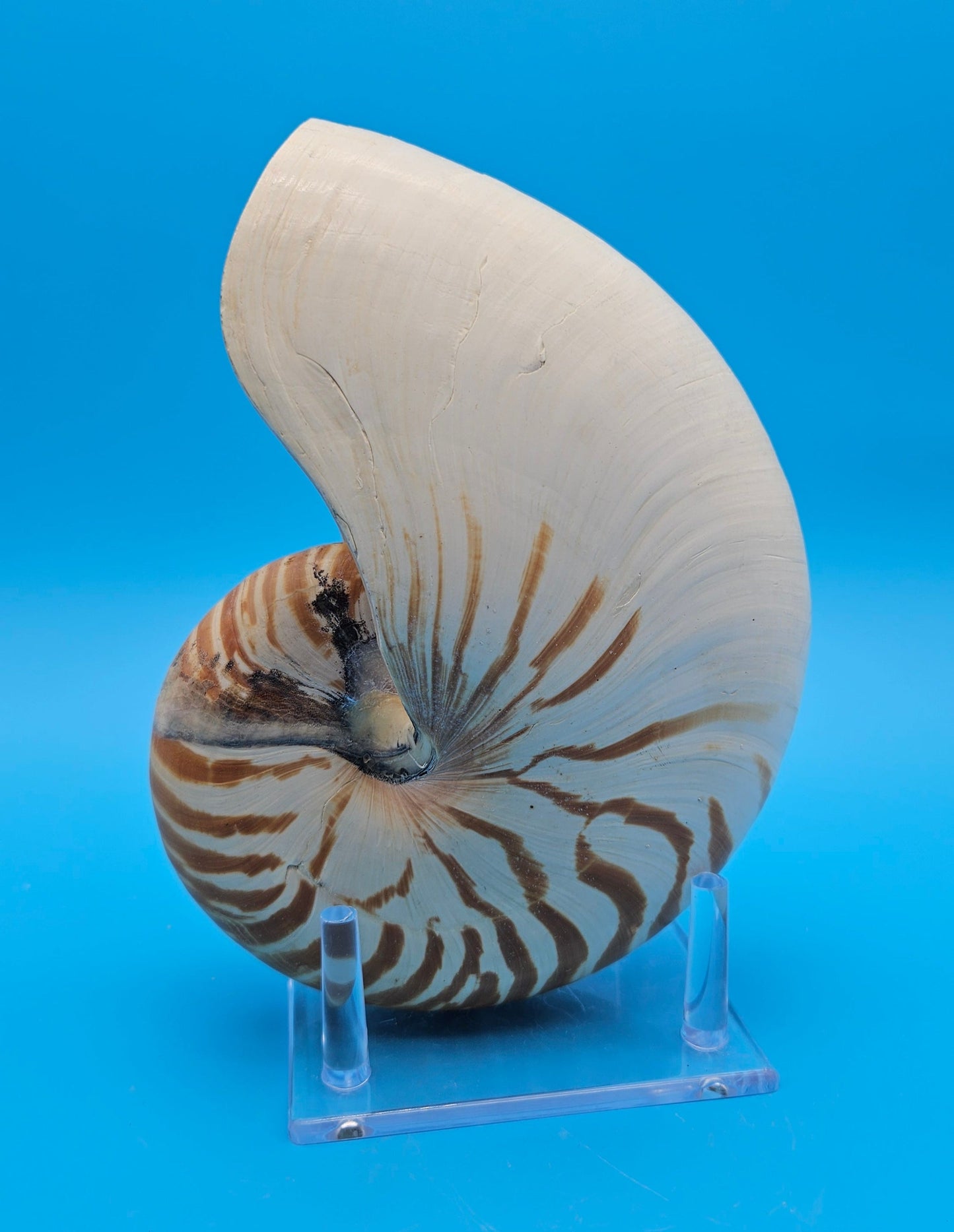 Tiger Nautilus Display Shell – 7.3"