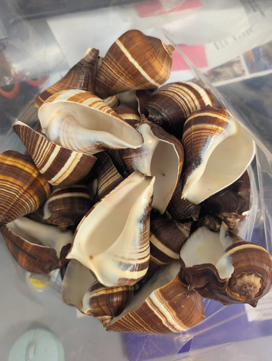 Fiber Pacific Crown Conch Shell - Melongena patula (Edged Lip)