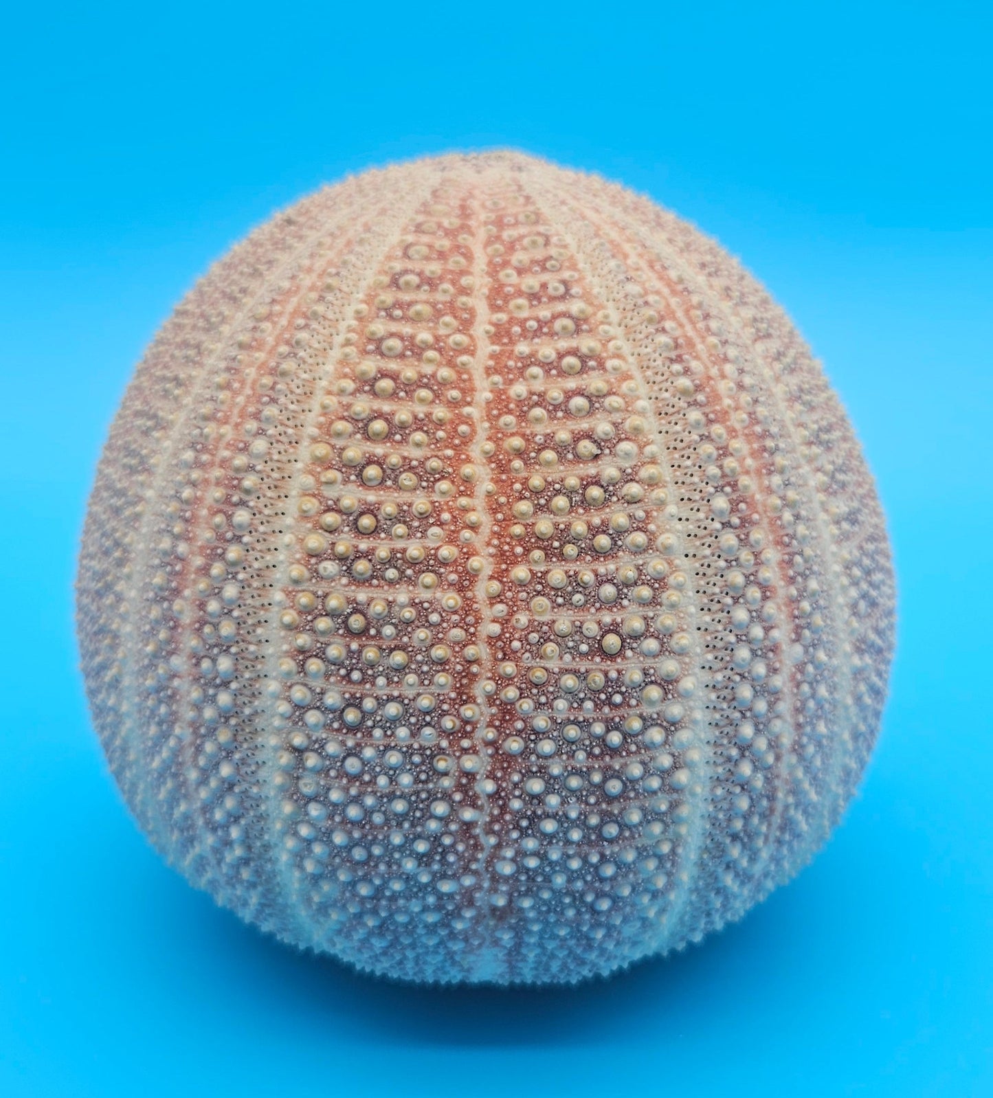 English Channel Urchin Shell – 5" Coastal Display Piece