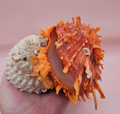 Princeps Spondylus Spiny Oyster Shell with Attached Undosa Astraea – Natural Ocean Display 6x5x4