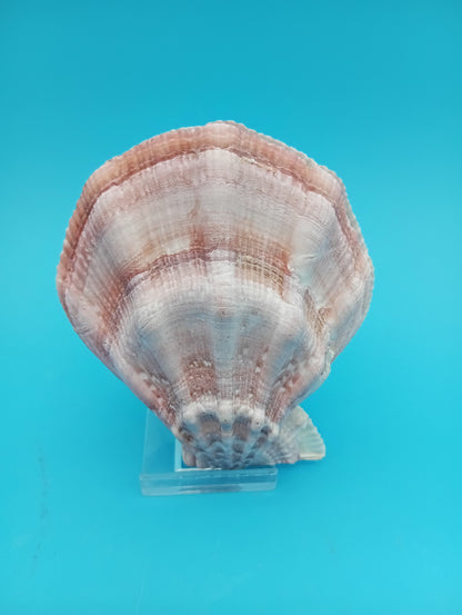 Swiftopecten Swiftii Scallop Shell Pair – 3.6" x 3.0
