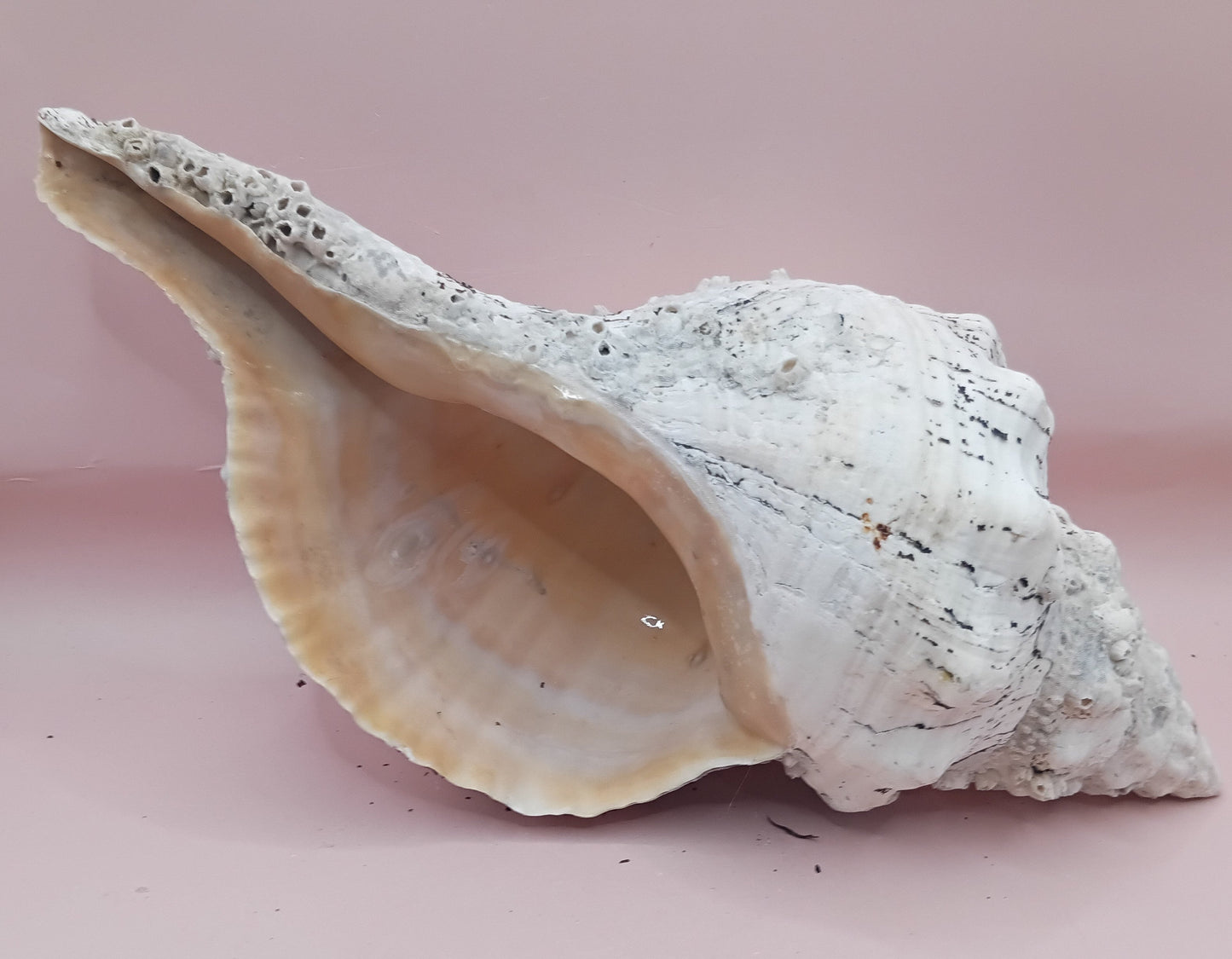 11.5" Horse Conch Shell with Barnacle Growth & Periostracum – Fasciolaria gigante