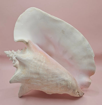 Queen Conch Shell - 9" Non Pierced Natural Coastal Home Décor Accent (Strombus Gigas)