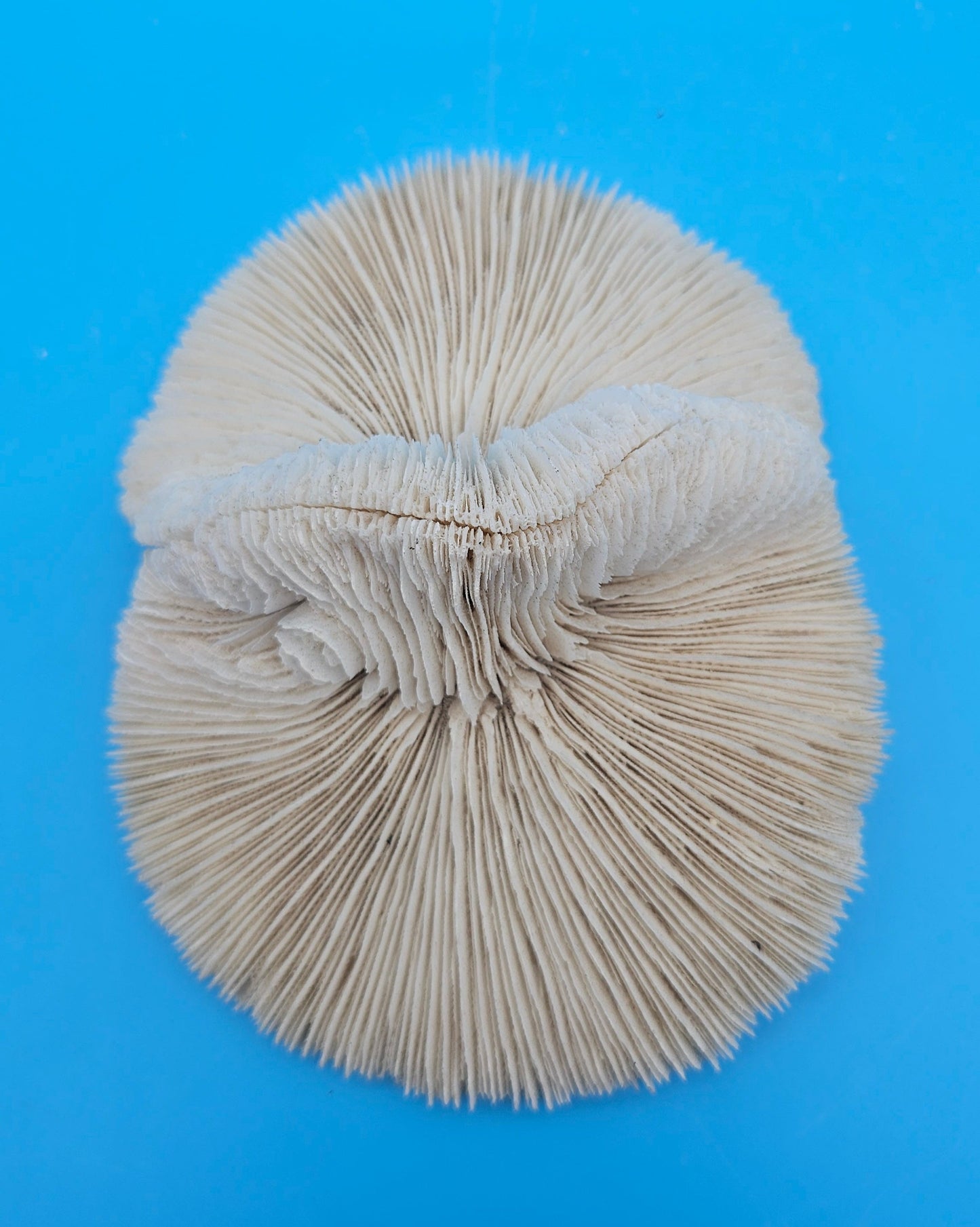 Rare Mutant Mushroom Coral Display - Premium Coastal Home Decor Specimen