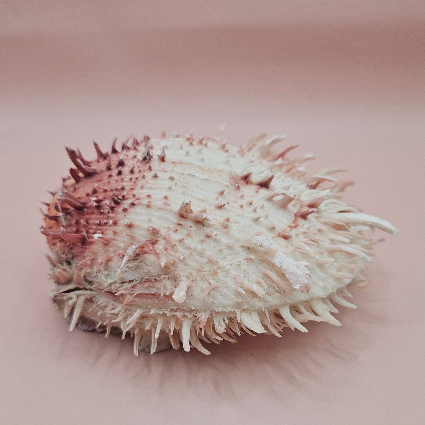 4.5" Pink-Coral Spondylus Shell – Spiny Thorny Oyster-  Textured Ocean Display Shell for Coastal Decor