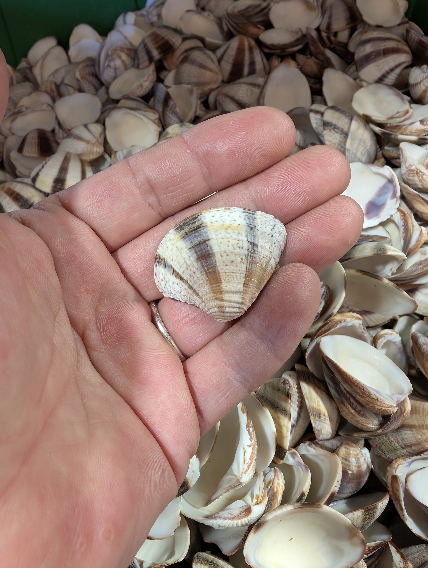 Venus Striped Clam Shells - Chamelea gallina