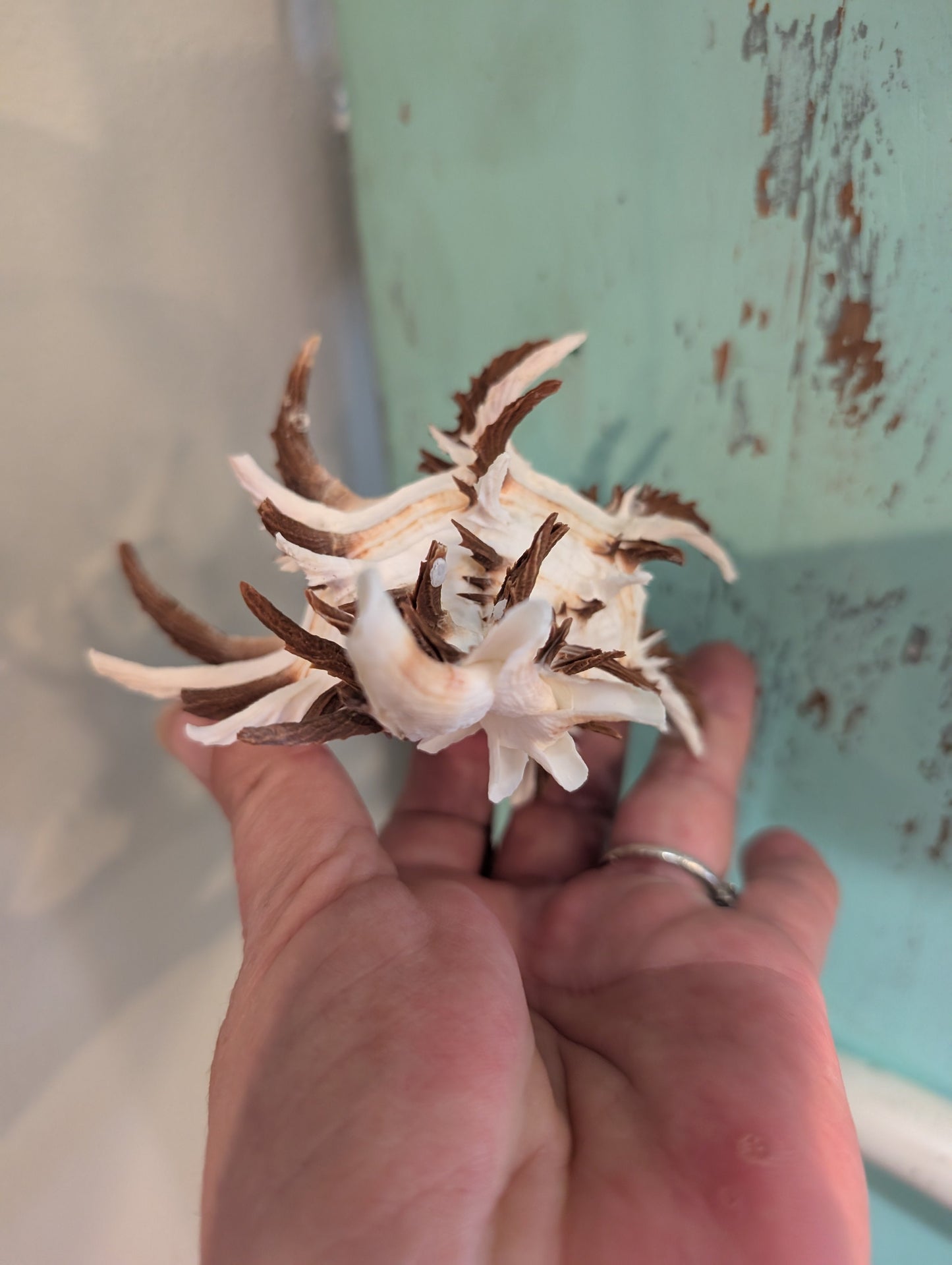 Black Murex Endive Long Spines - Murex endivia