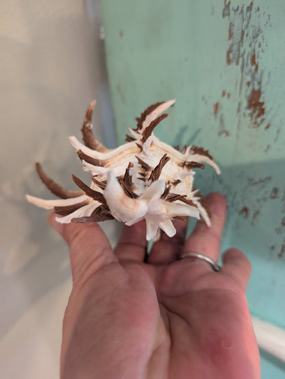 Black Murex Endive Long Spines - Murex endivia