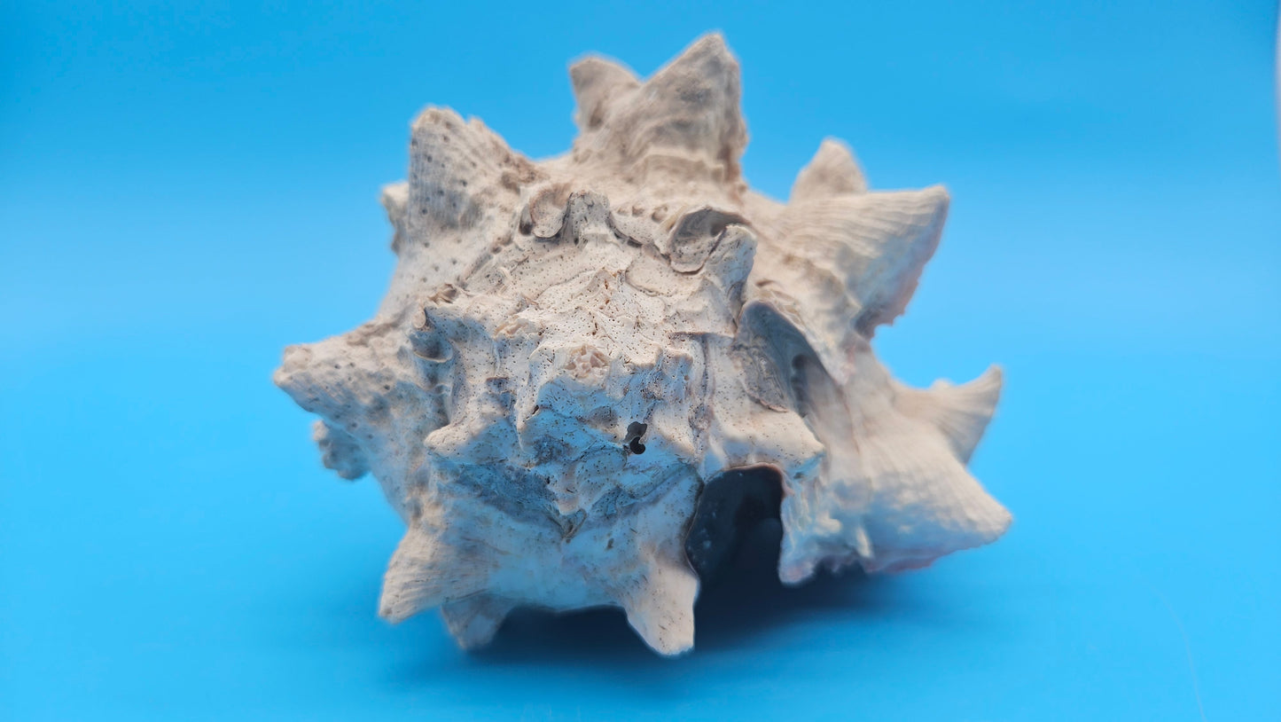 Huge Regius Regal Murex Shell – 6" Coastal Display Piece Hexaplex regius