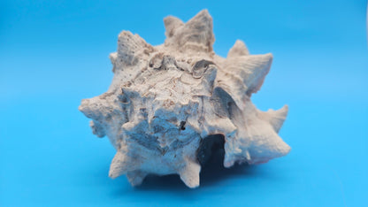 Huge Regius Regal Murex Shell – 6" Coastal Display Piece Hexaplex regius