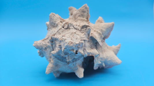 Huge Regius Regal Murex Shell – 6" Coastal Display Piece Hexaplex regius