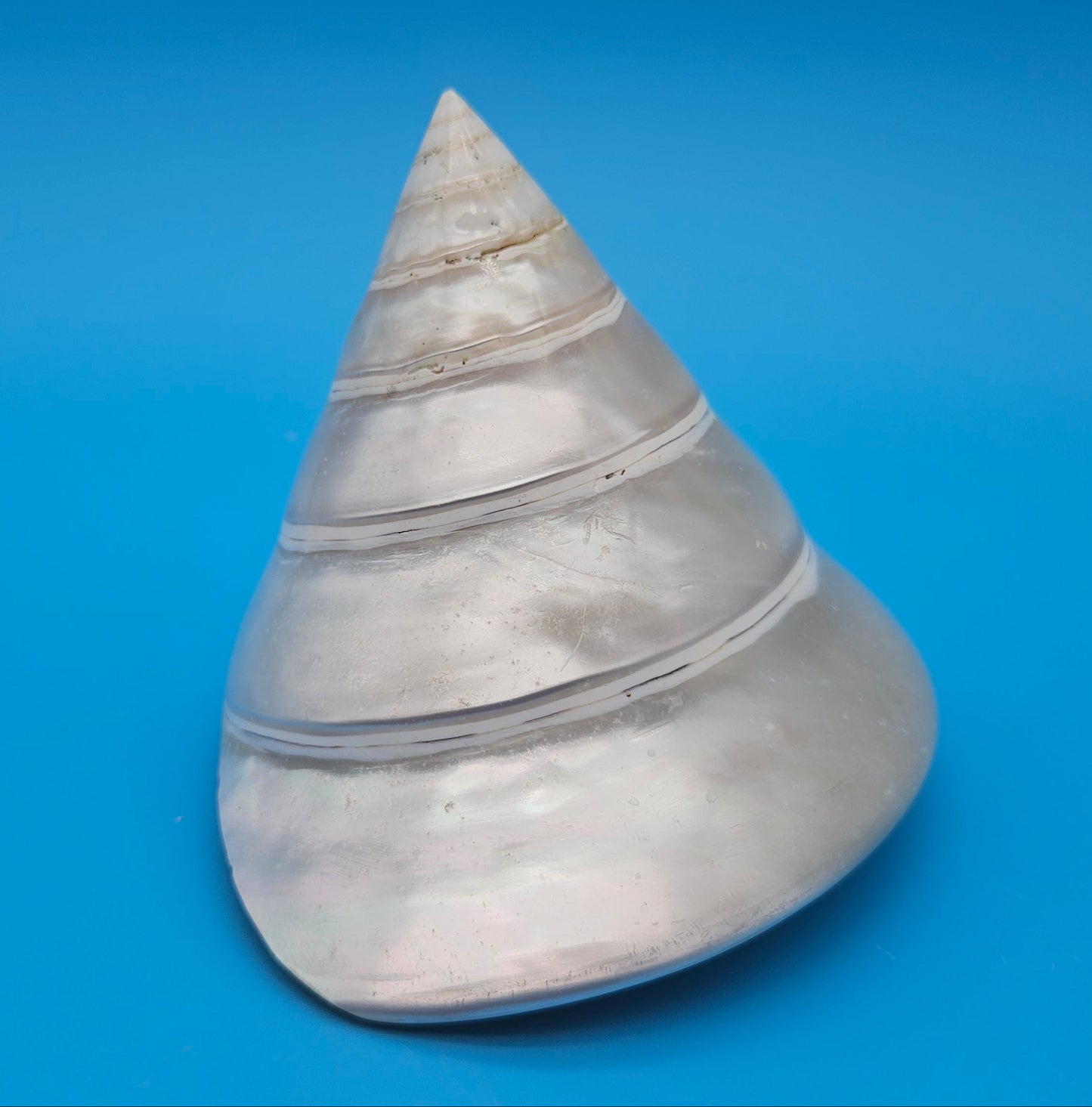 Pearled Trochus Niloticus Shell 4.2" Polished Spiral Display Shell with Iridescent Finish