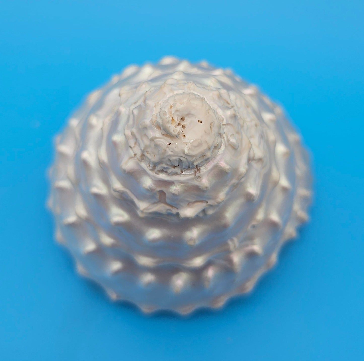 Pearled Astraea undosa Shell 4.6" Iridescent Swirl Display with Natural Texture