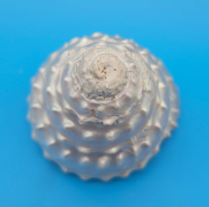 Pearled Astraea undosa Shell 4.6" Iridescent Swirl Display with Natural Texture