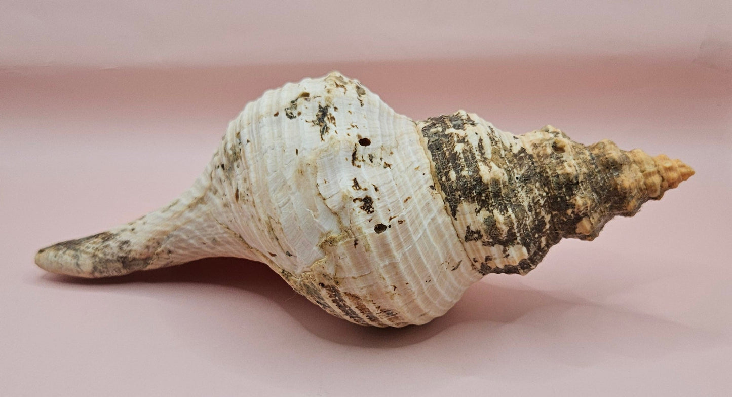 Large Horse Conch Shell – 10" Natural Coastal Display Shell