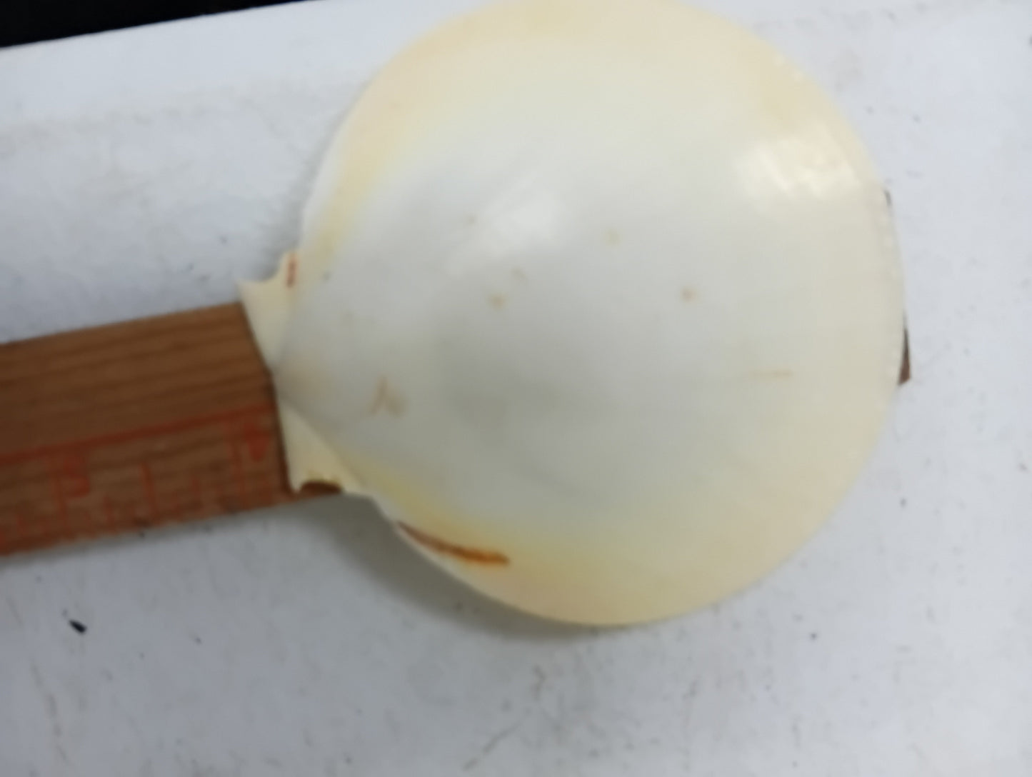 Yellow Asian Sun Moon Scallop