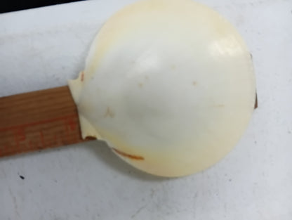 Yellow Asian Sun Moon Scallop