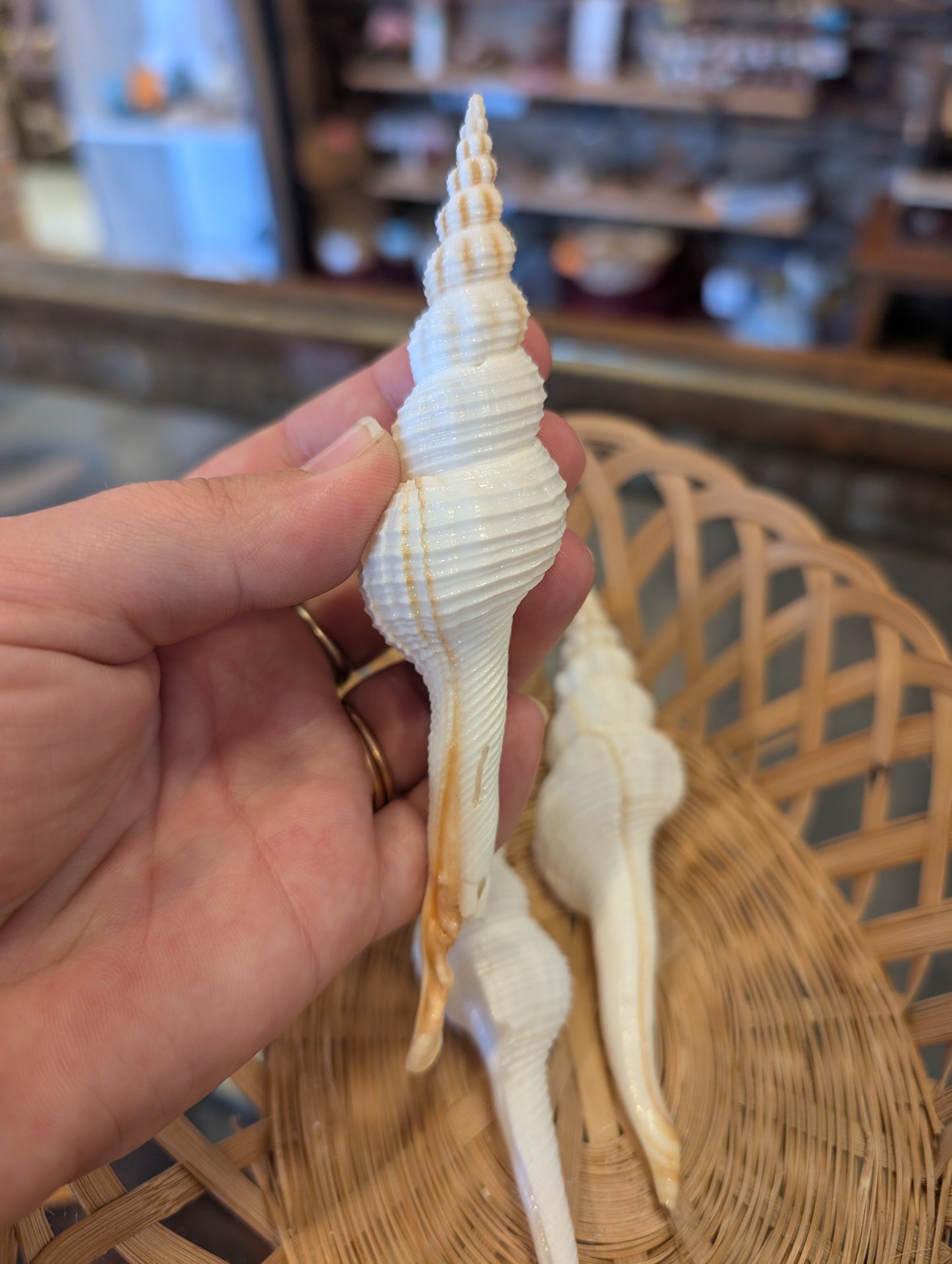 Fusus Colus White Spindle Shell