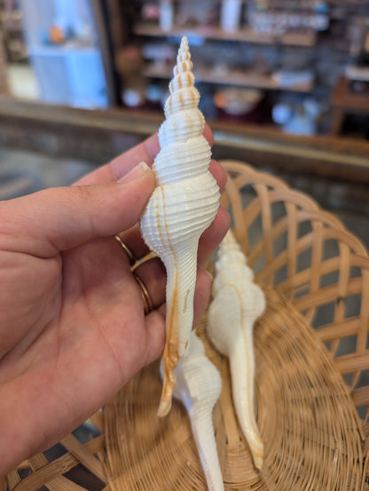 Fusus Colus White Spindle Shell