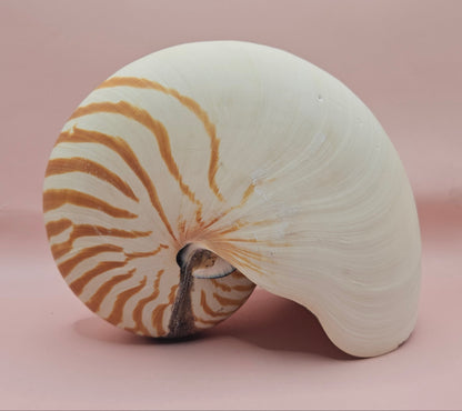 Tiger Nautilus Shell – Striking Natural Ocean Decor (8")