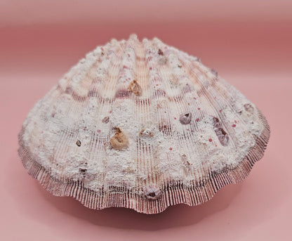 Large Lions Paw Shell Pair 5.75" Coastal Decor Display Shell