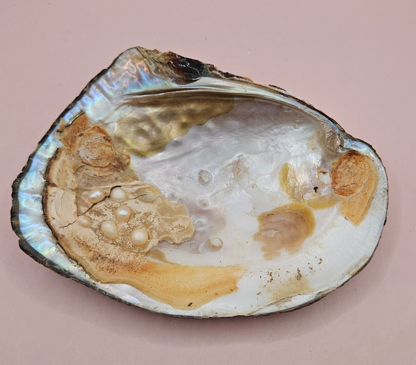 Fresh Water Clam Shell with Pearls and Loose Pearls – Display Shell 6.5"