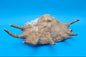Large Perio Lambis Truncata Display Shell – Premium Coastal Home Decor Specimen (Lambis truncata)