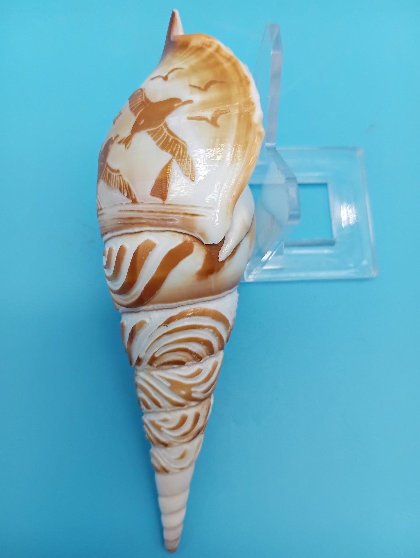Carved Tibia Shell with Seagull Scene – 4.7"