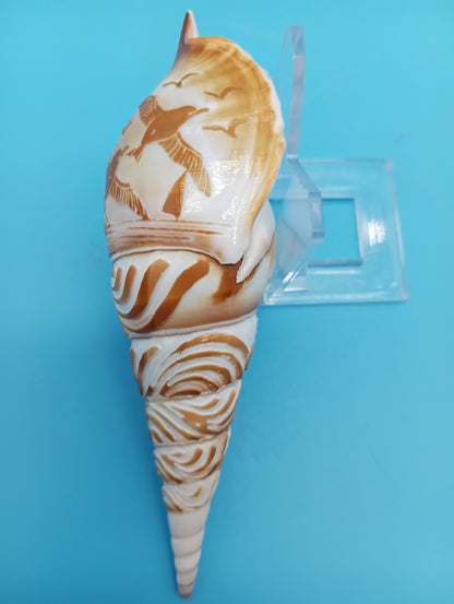 Carved Tibia Shell with Seagull Scene – 4.7"