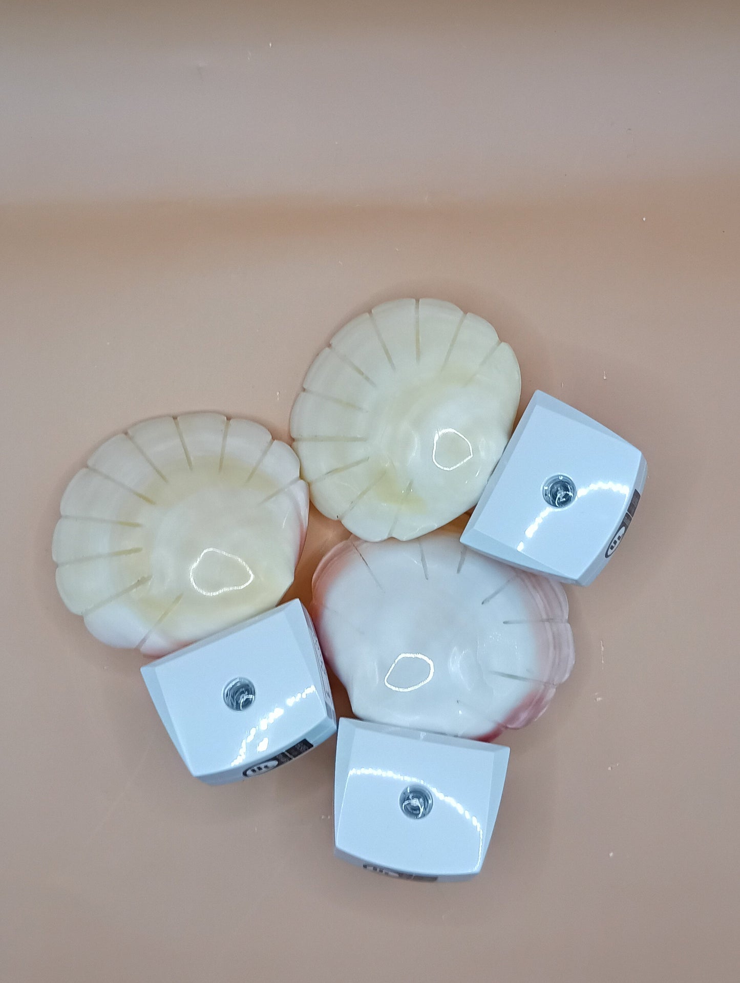 Polished Clam Shell LED Night Light