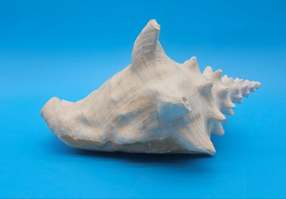 Large Non-Pierced Queen Conch Display Shell - Premium Coastal Home Decor Specimen (Strombus Gigas)