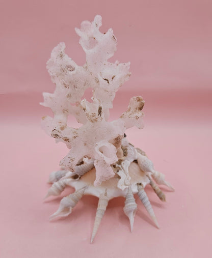 Pallid Carrier Shell with Tube Coral & Seaglass | 5x4 Coastal Display Shell