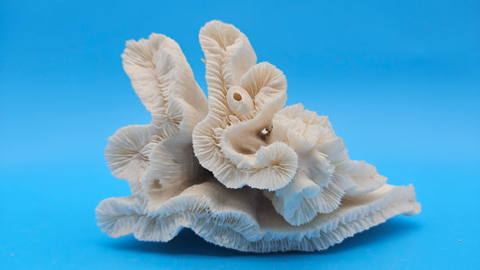 Vintage Candy Cane Coral Specimen - Natural Coastal Home Decor Piece