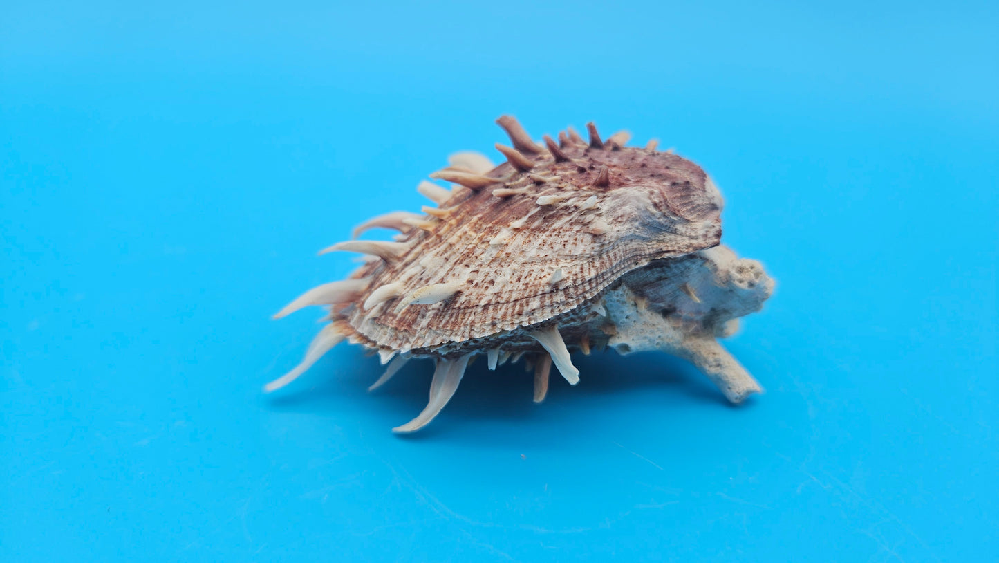 Spiny Spondylus Shell Pair 3.5" – Bold Coastal Display Shells for Home Décor