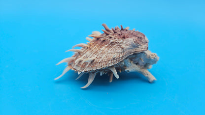 Spiny Spondylus Shell Pair 3.5" – Bold Coastal Display Shells for Home Décor