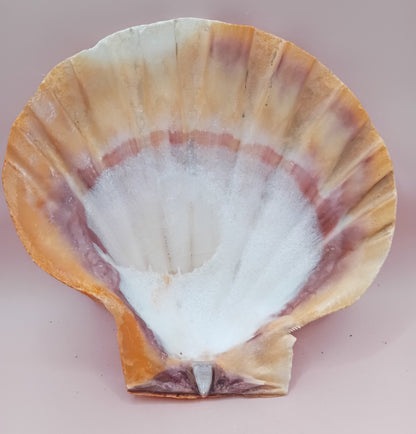 Orange Lion Paw Shell – 5.4" x 5.6" x 1.0"