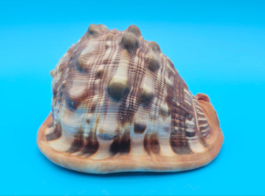 Bullmouth Helmet Shell 6.5"  Display with Bold Spiral and Earthy Tones