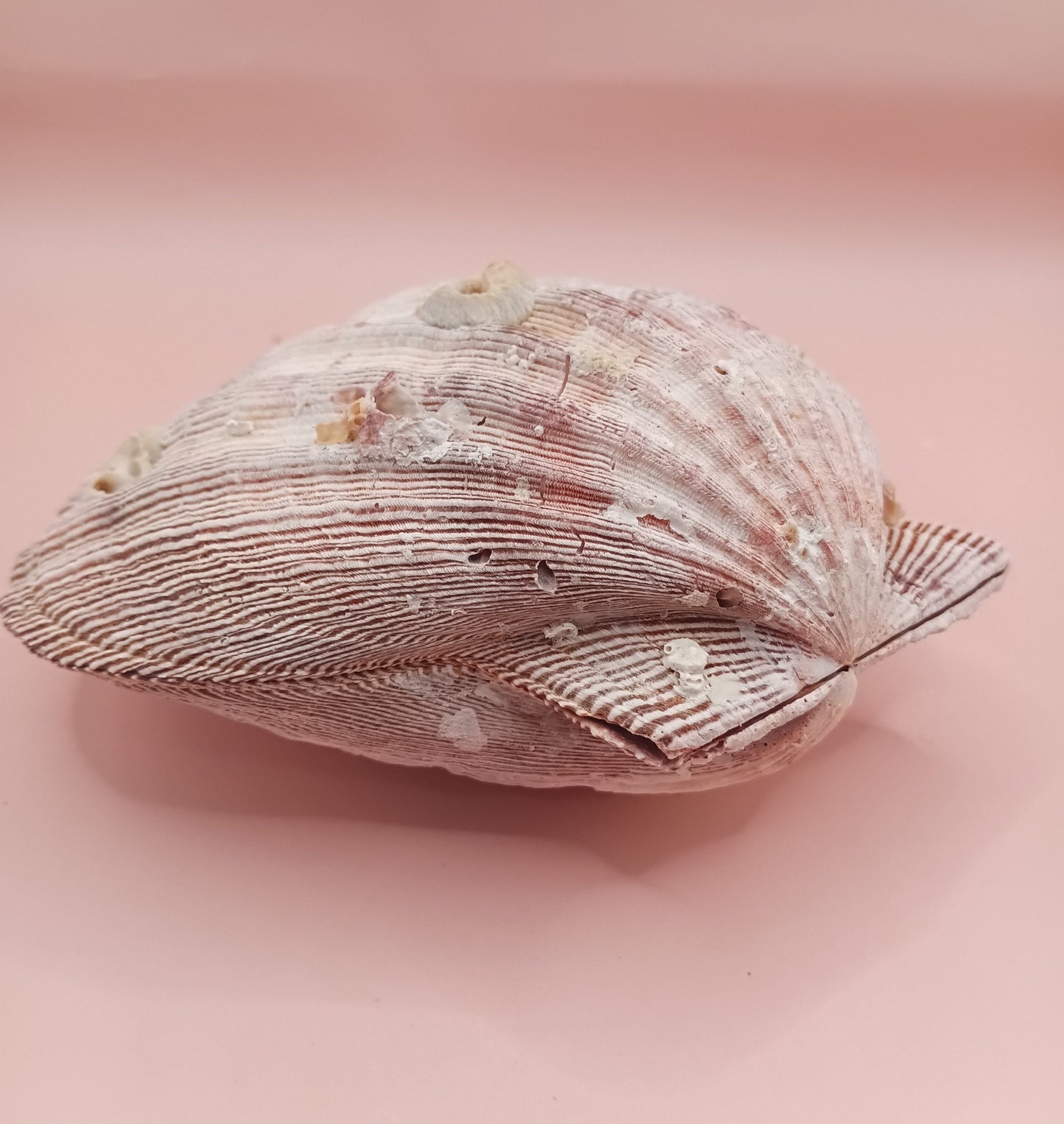 Natural Lion's Paw Seashell Pair – 5.5" x 5.0" – Coastal Display Accent