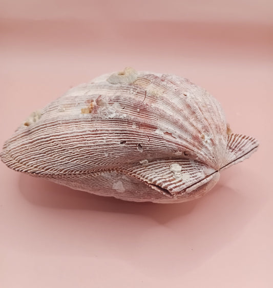 Natural Lion's Paw Seashell Pair – 5.5" x 5.0" – Coastal Display Accent