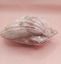 Natural Lion's Paw Seashell Pair – 5.5" x 5.0" – Coastal Display Accent