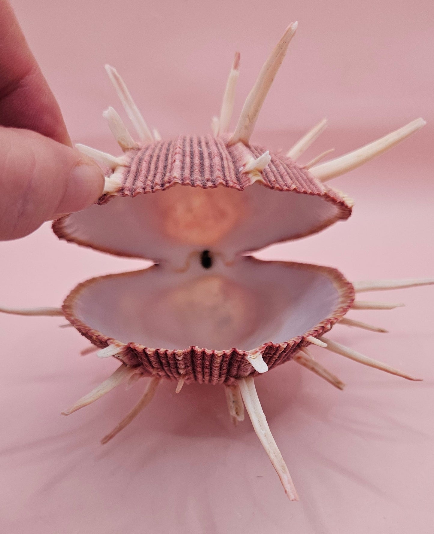 Spiny Spondylus Regius Display Shell | Mauve Pink Thorny Oyster Shell Decor