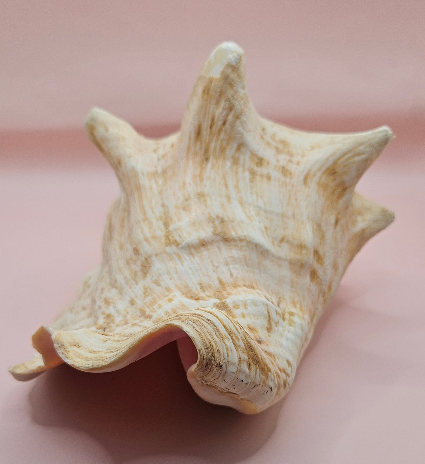 Large Atlantic Conch Shell 9.75" Natural Beach Display – Non-Pierced Coastal Decor