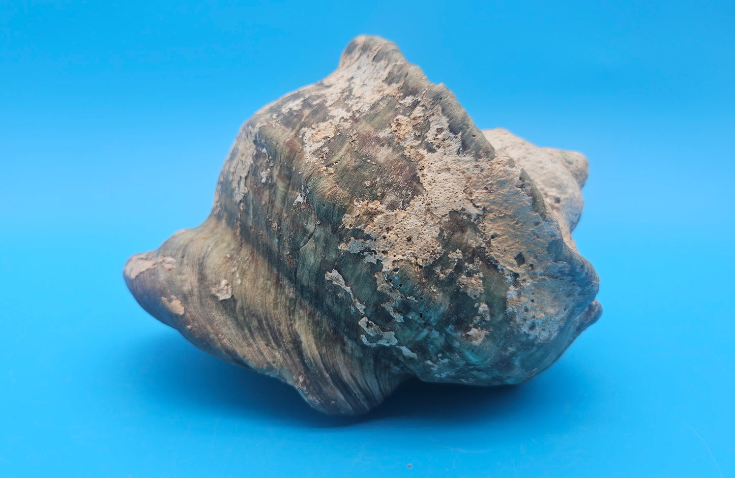 Large Raw Marmoratus Turban Shell Display - Premium Coastal Home Decor Specimen