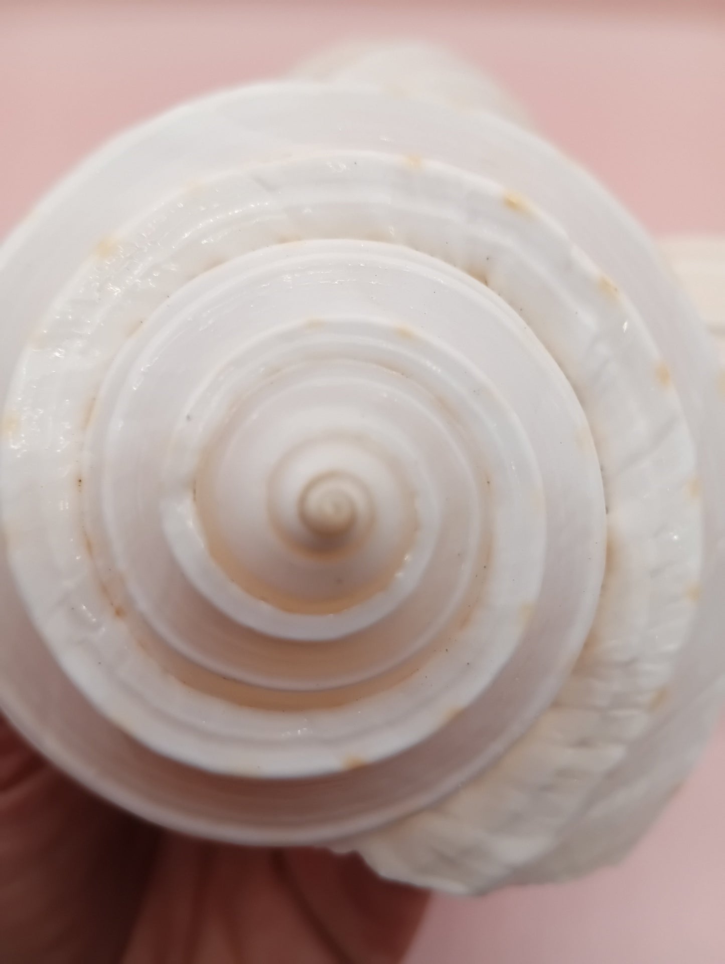 4–5 inch White Tun Shell – Tonna tessellata Natural Sea Shell for Coastal Decor or Crafting