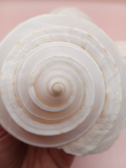 4–5 inch White Tun Shell – Tonna tessellata Natural Sea Shell for Coastal Decor or Crafting