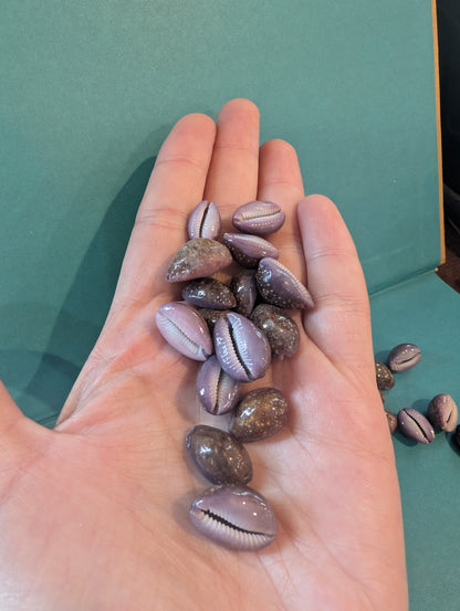 Porous Cowrie - Naria poraria