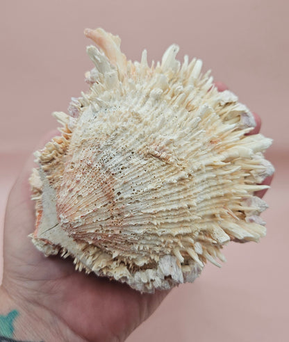 5" Spondylus Shell with Barnacles – Textured Coastal Display Spiny Oyster Shell