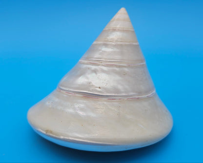 Pearled Trochus Niloticus Shell 3.9" Polished Spiral Display Shell with Iridescent Finish