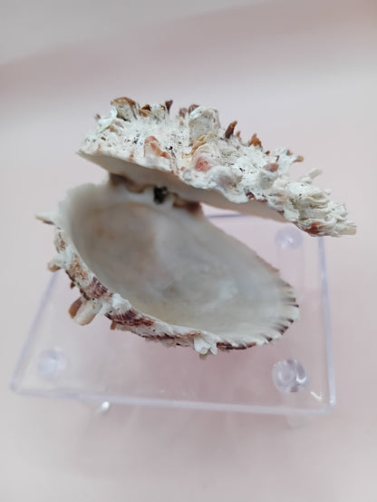 Natural Hinged Spondylus Shell – 3.0" x 2.3" – Spiny Display Shell