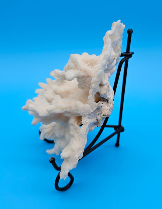 Vintage Merulina Coral Specimen 5.5x4.5x2 – Ivory Wave Fan Coral Decor